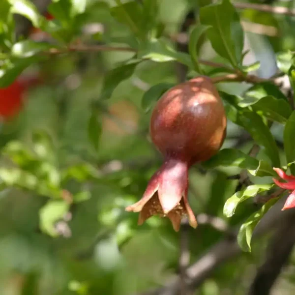 Punica granatum l jpg 600x600